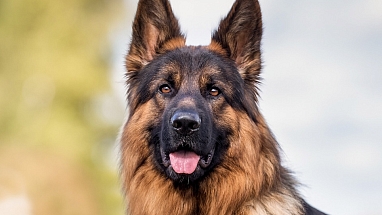 A German Shepherd dog sitting outdoors. 