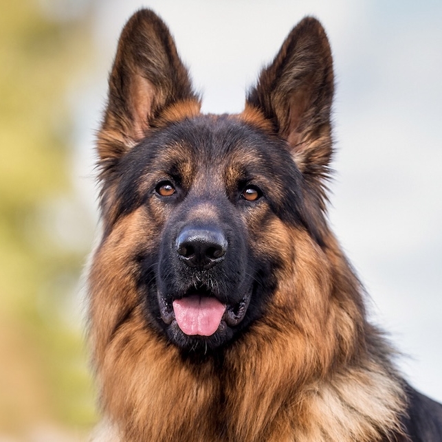 A German Shepherd dog sitting outdoors. 