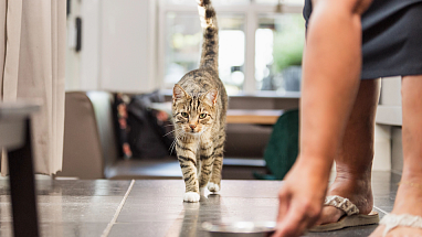A pet owner placing a bowl of food on the ground for their cat.