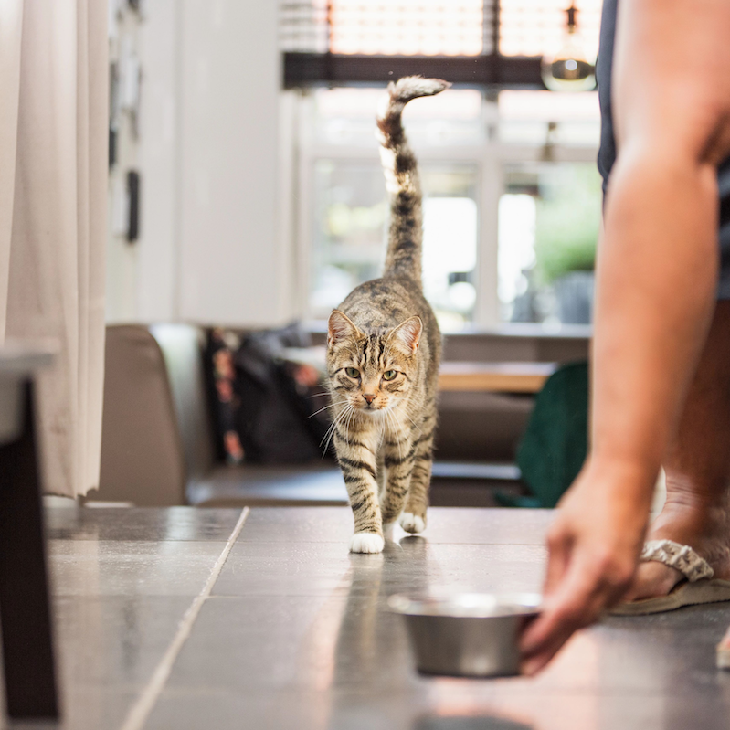 A pet owner placing a bowl of food on the ground for their cat.
