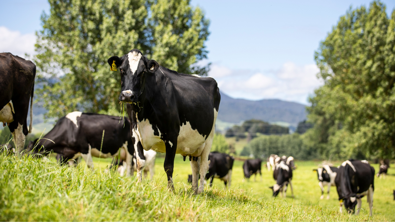 Cows in a field