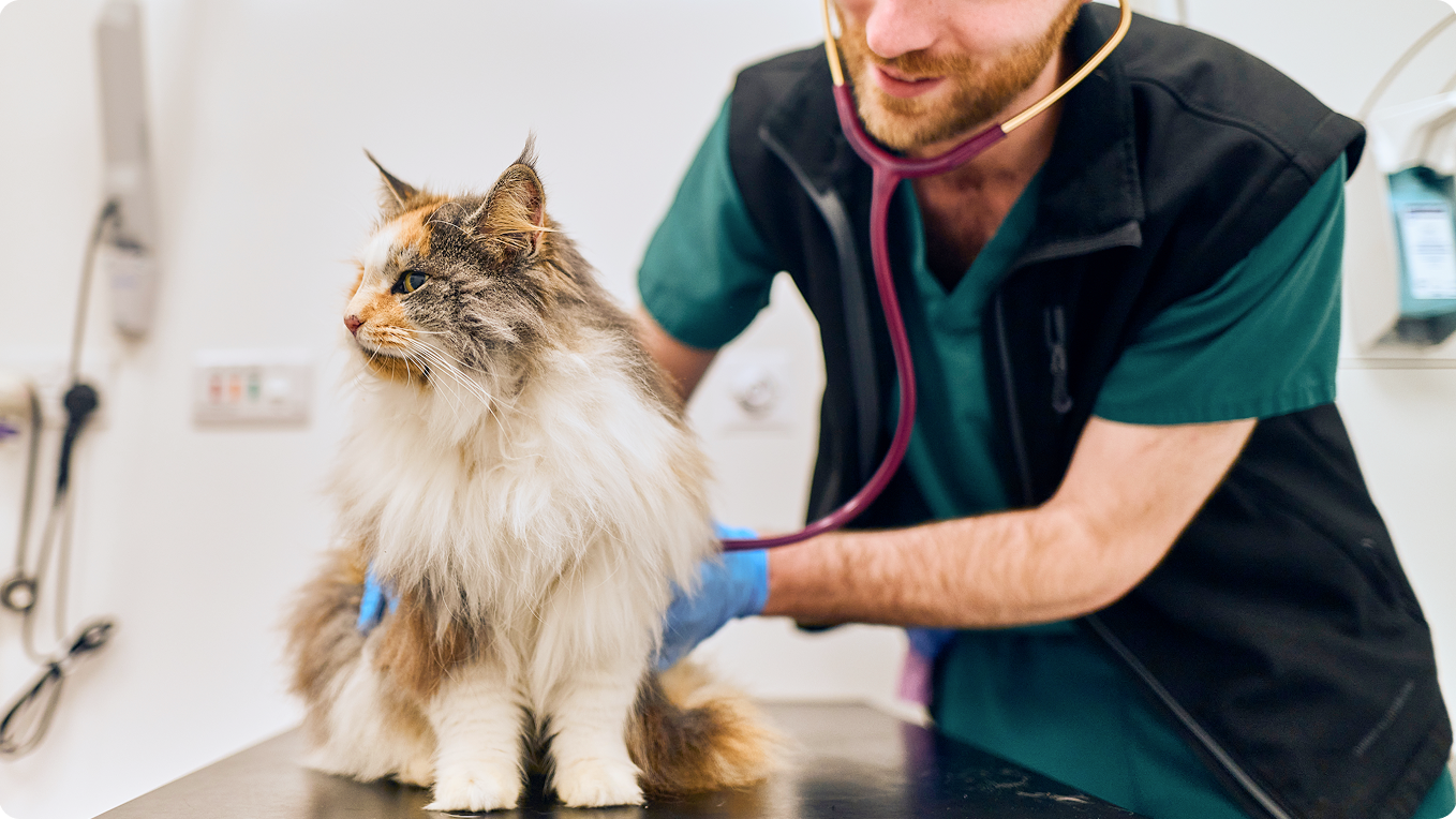 Vet with cat
