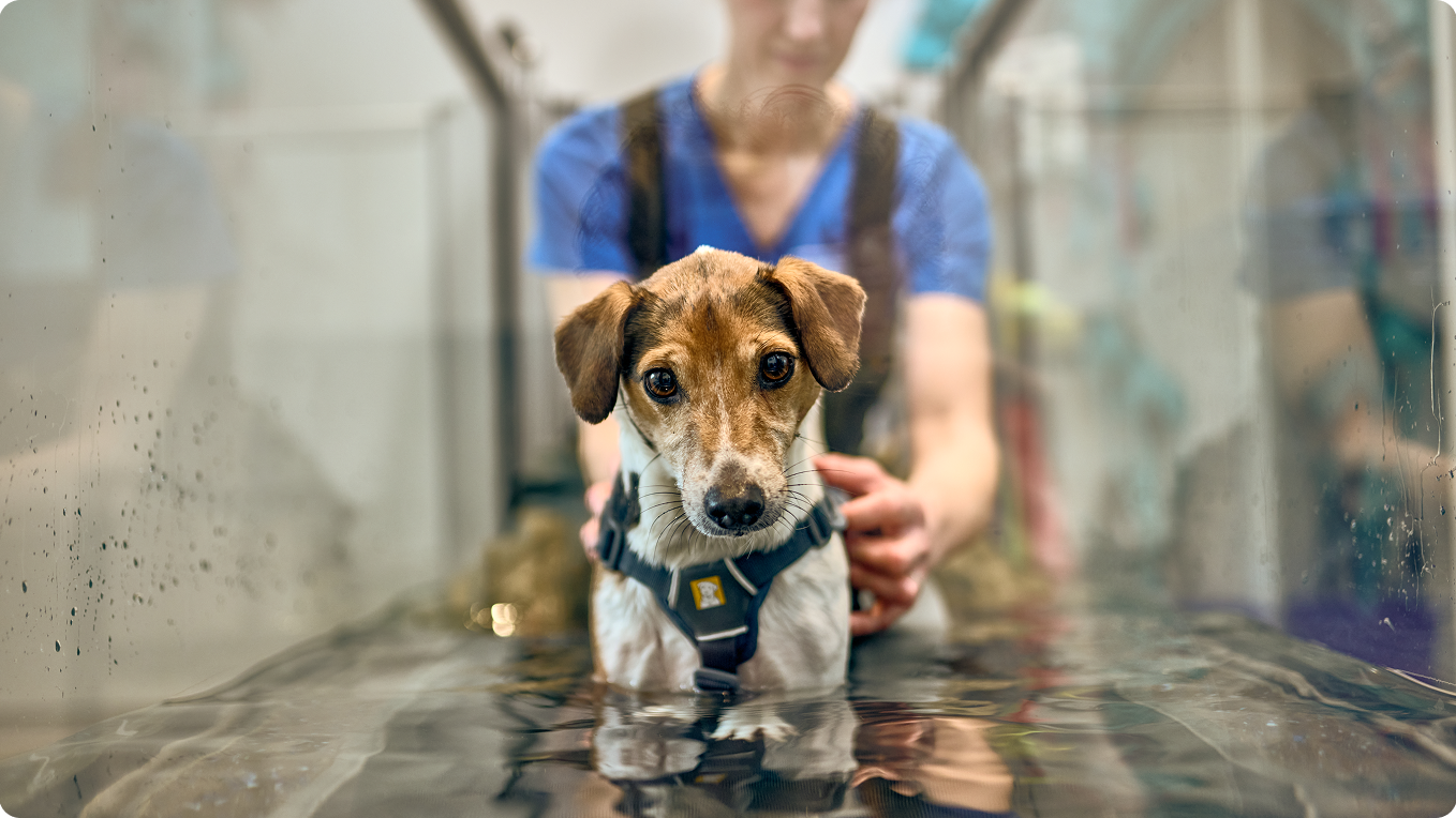 Vet and dog